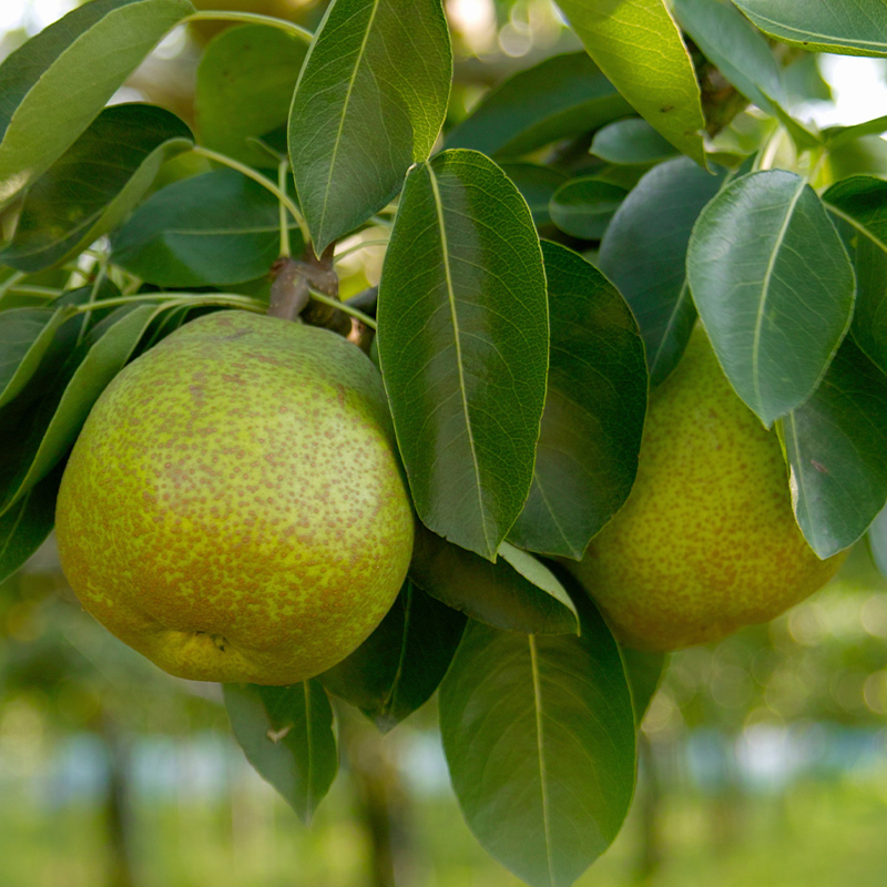 厳選ラフランス 秀品 大玉 6個入り (約2kg) FY25-067