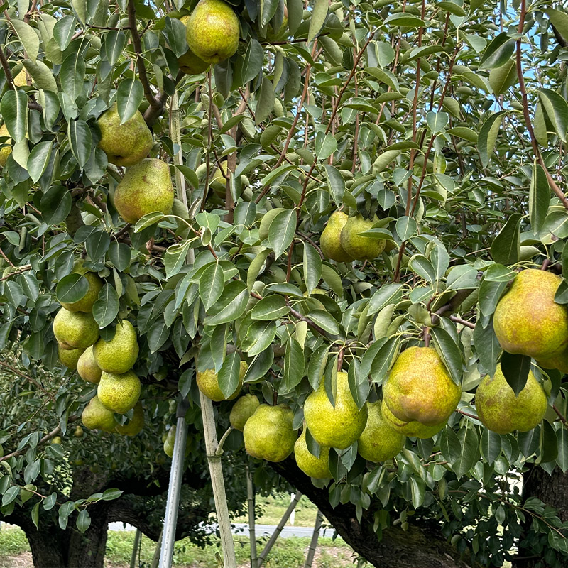 山形のラ・フランス大玉 10kg(20～28玉) 後半 FY25-112