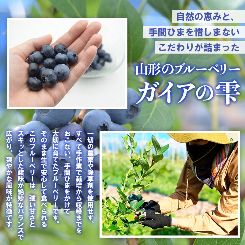 山形の朝摘み生ブルーベリー「ガイアの雫」500g(100g×5パッ