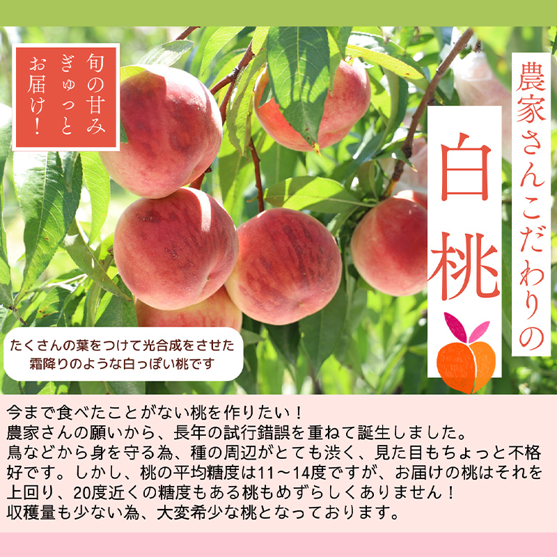 プレミアム白桃 秀品 約3kg (5～14玉) [柔らかくなる桃] 【令