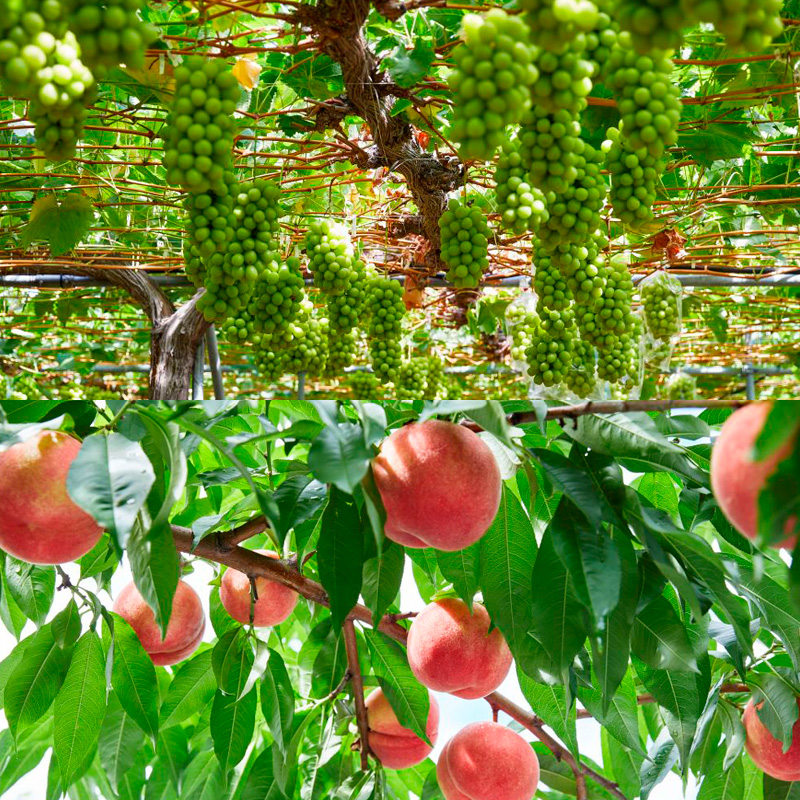 【定期便2回】すっばらしくおいしい！旬のくだものセット 