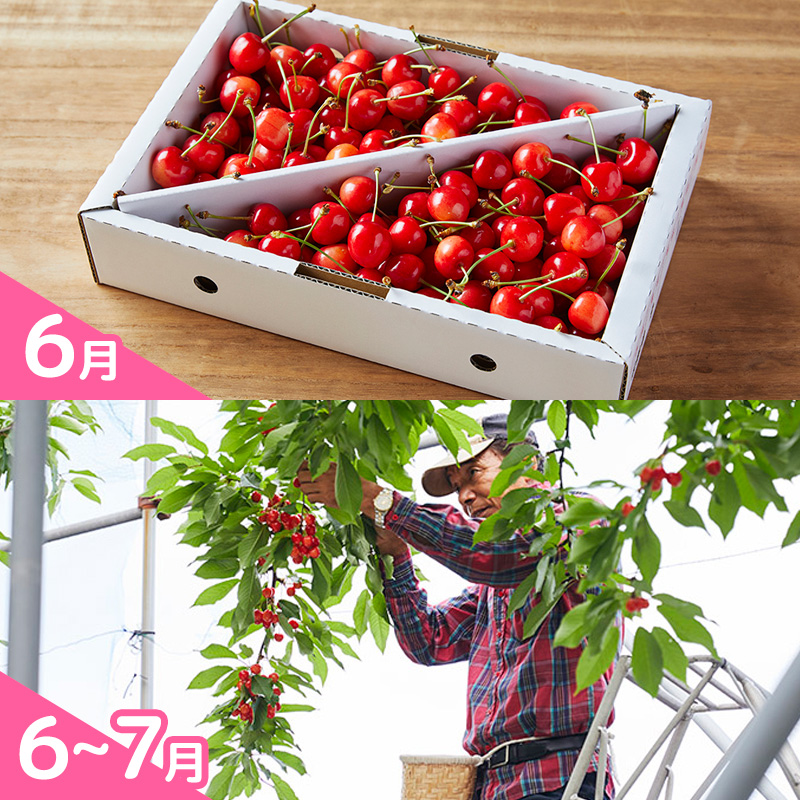 【定期便5回】明治9年にさくらんぼの栽培を開始したやまや