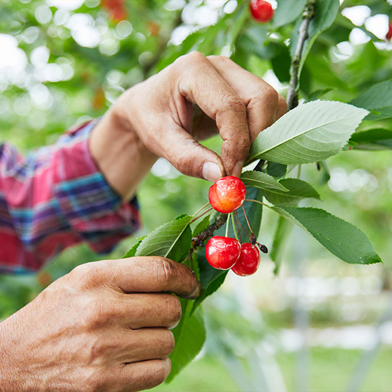 【定期便3回】山形の産直所で人気のベスト3！さくらんぼ・