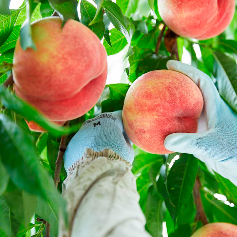 希少品種！！上品な甘さの大玉白桃【ゆめかおり】約3kg [や