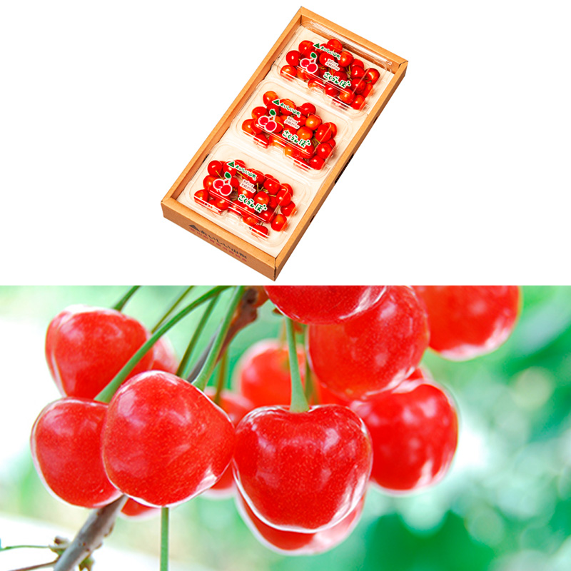 【定期便3回】【さくらんぼ贅沢便B】山形のさくらんぼ 佐