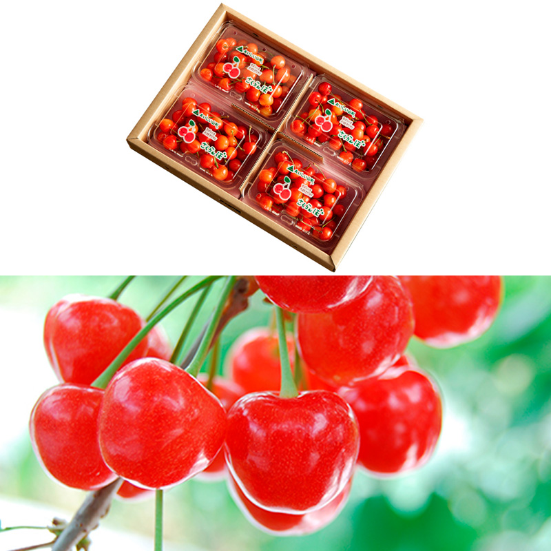 【定期便3回】【さくらんぼ定期便3回】山形のさくらんぼ 