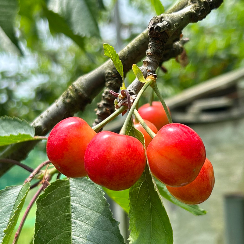 ☆フルーツ王国山形☆さくらんぼ 佐藤錦 Lサイズ 540g(180g×3P