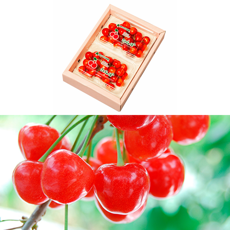 【定期便3回】山形のさくらんぼ 佐藤錦・紅秀峰 各360g×3回[