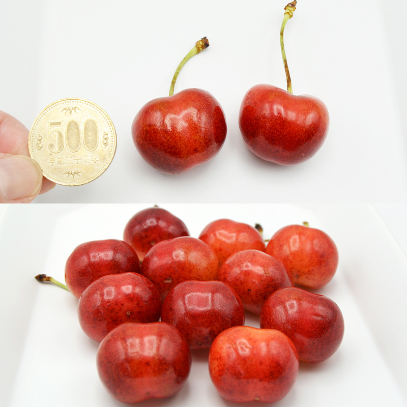 やまがた紅王 約360g 2～3Lサイズ (180g×2パック) 【令和8年産