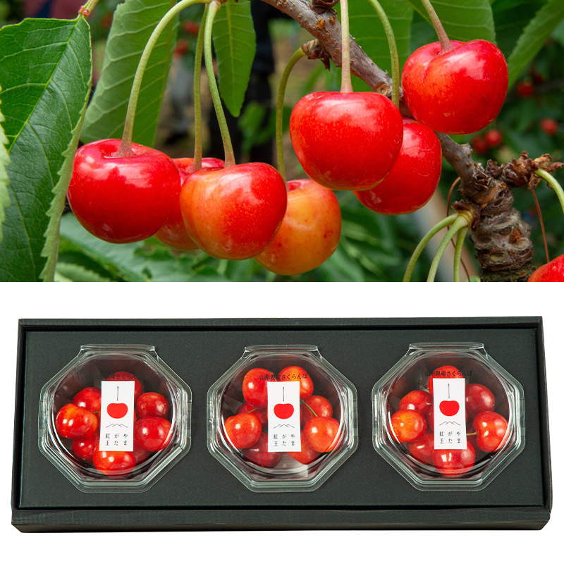 山形市産 さくらんぼ(やまがた紅王)2L 300g(100g×3) 【令和8年