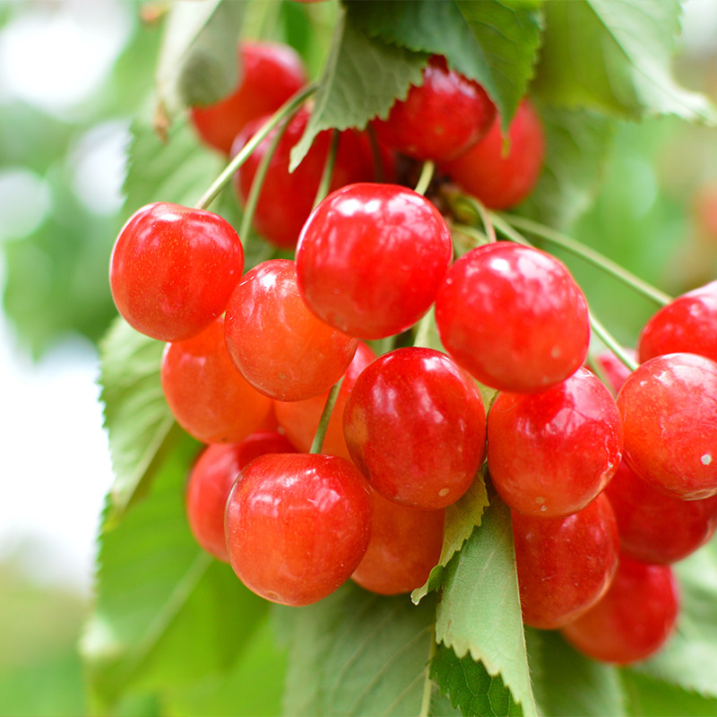 山形市産 さくらんぼ(やまがた紅王)2L 700g バラ詰め 【令和8