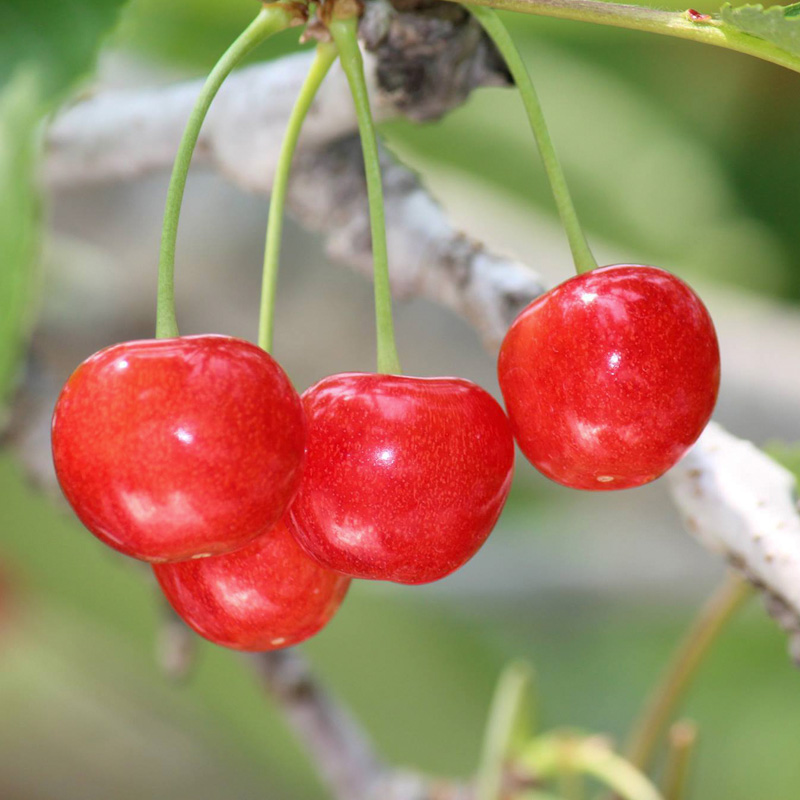 ☆旬☆さくらんぼ 紅秀峰 2Lサイズ 500g バラ 化粧箱詰 【令