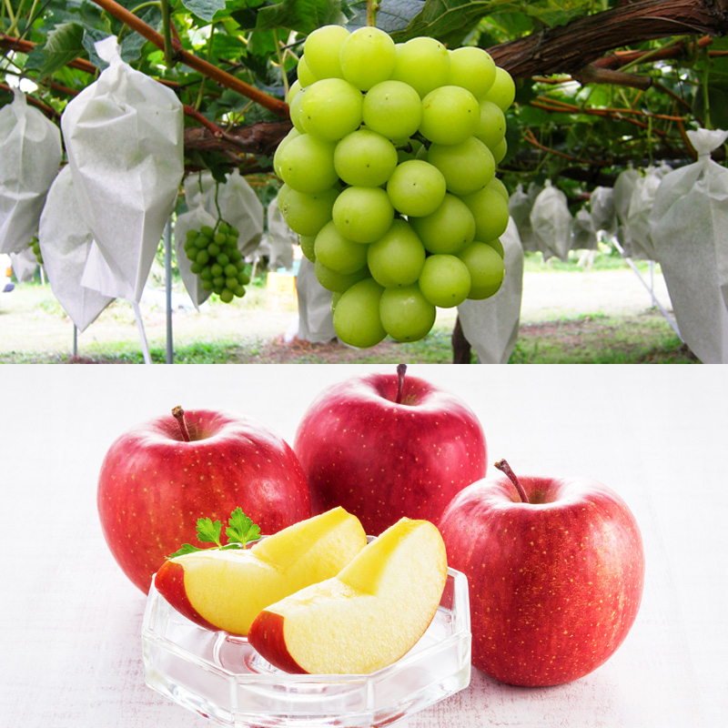 【定期便4回】☆フルーツ王国山形☆『佐藤錦、白桃、シャ