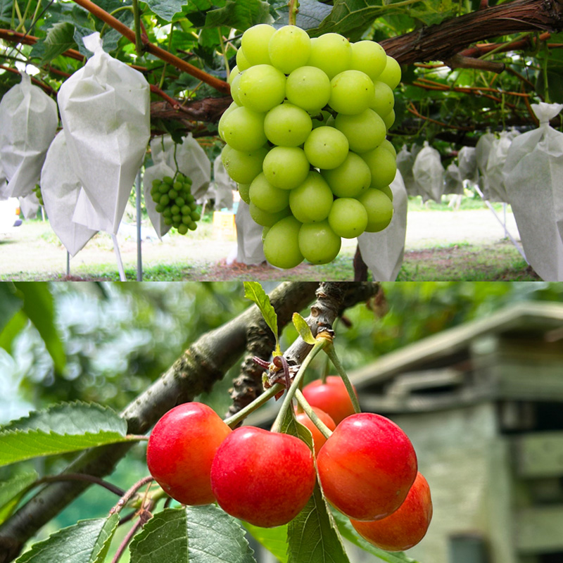 【定期便4回】☆フルーツ王国山形☆『佐藤錦、白桃、すも