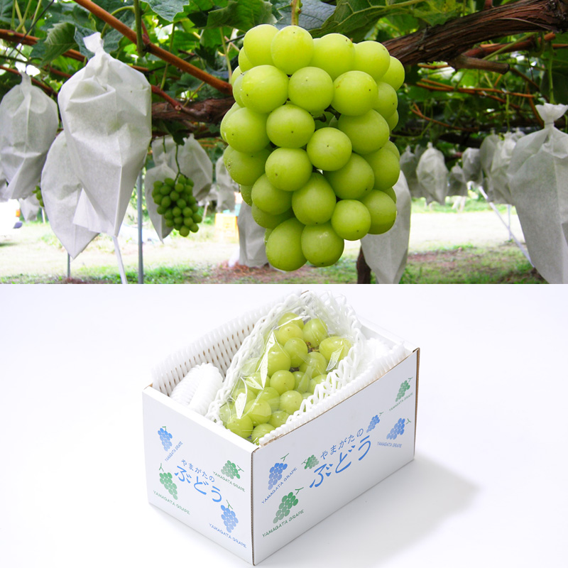 【定期便3回】☆フルーツ王国山形☆『佐藤錦、白桃、シャ