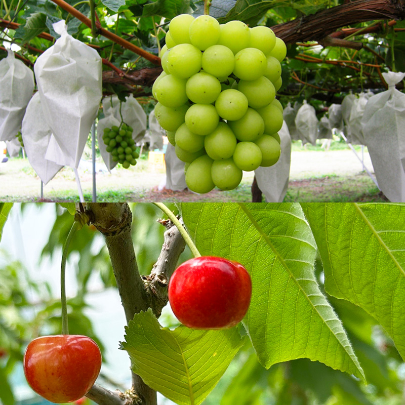 【定期便4回】☆フルーツ王国山形☆『紅秀峰、白桃、メロ