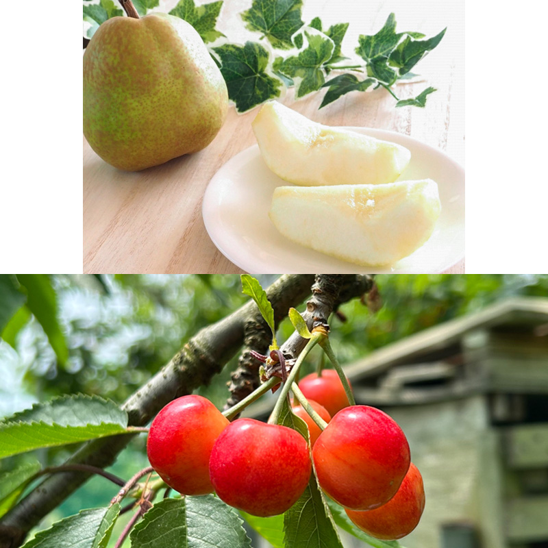 【定期便4回】☆フルーツ王国山形☆『佐藤錦、白桃、すも