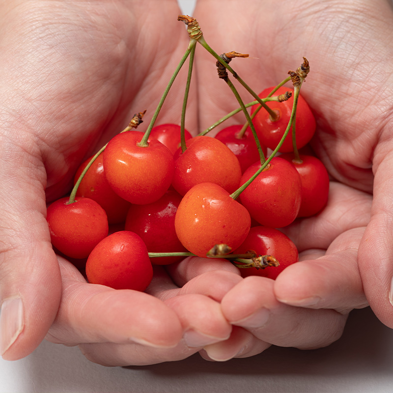 山形さくらんぼ (祝)栽培150周年記念！佐藤錦 360g（180g×2パ