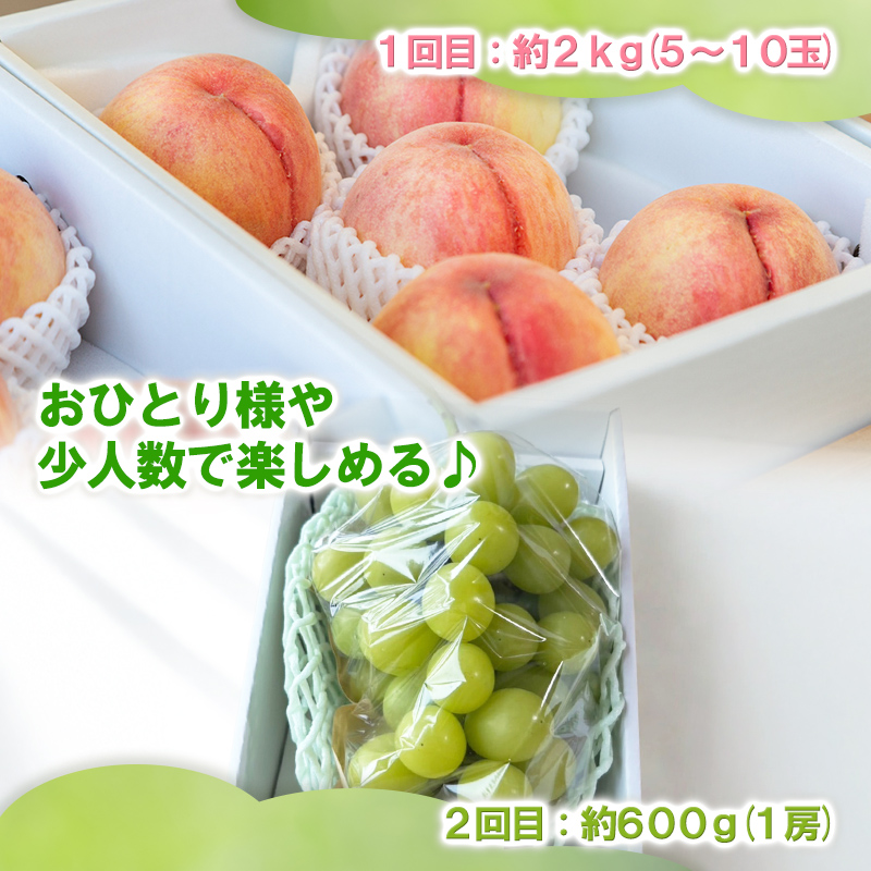 【定期便2回】桃とシャインマスカット 山形直送 食べきり