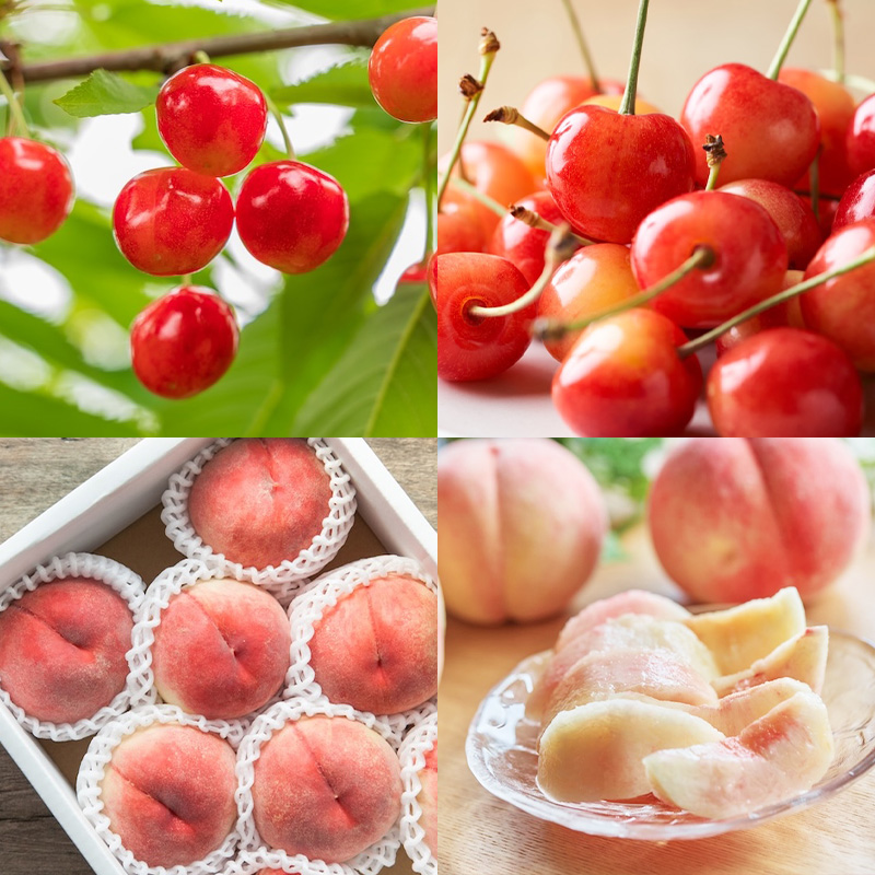 【定期便7回】ノノハナフルーツ 半年まるっと山形のフルー