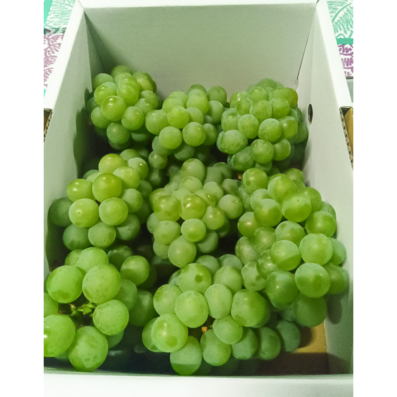 山形産 ナイヤガラ2kg 秀品(6～8房)【令和8年産先行予約】FS25