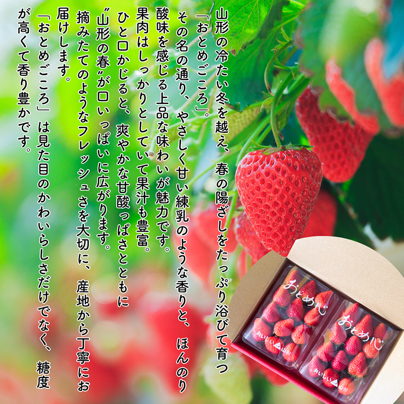 【定期便5回】やまがた果物歳時期 全5回定期便【令和8年産