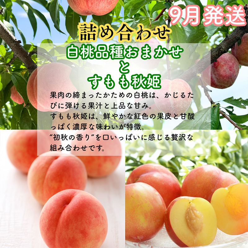 【定期便3回】山形果匠【旬のよりどり定期便】全3回 1回で2