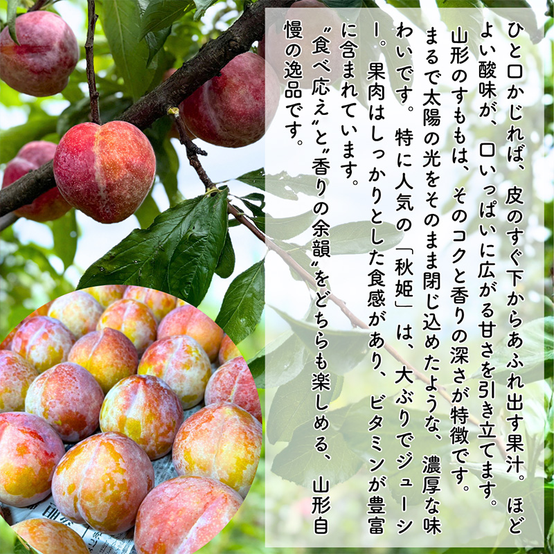 やまがた果実めぐり —白桃と秋姫— 約3kg 秀品【令和8年産