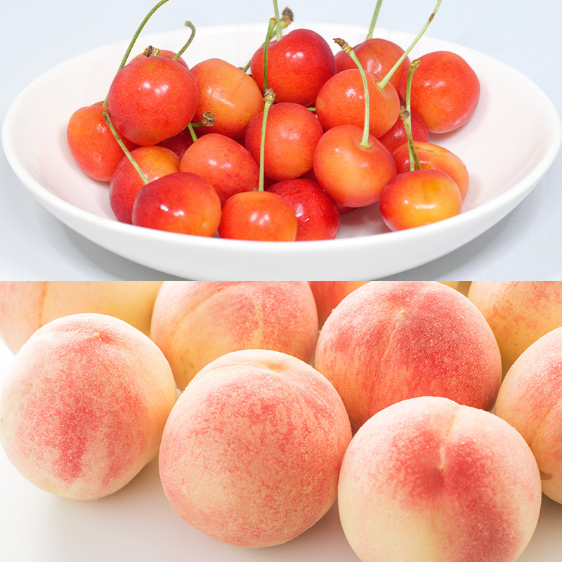 【定期便5回】やまがた旬果実の定期便【令和8年産先行予約