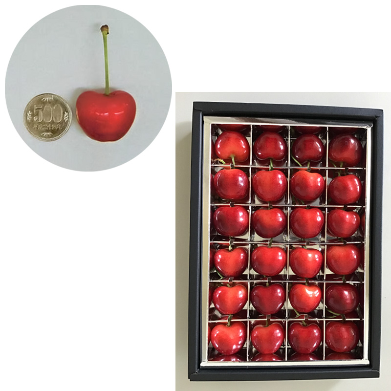 山形市産 さくらんぼ 温室栽培【やまがた紅王 特秀品】2L・
