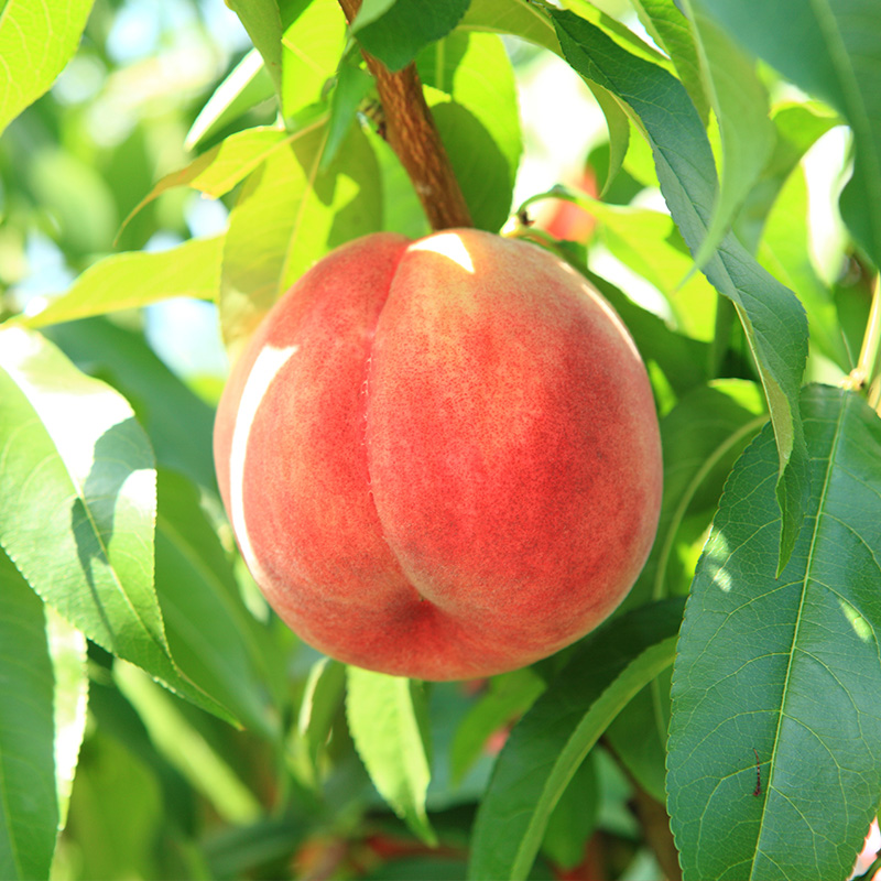 【ご家庭用訳あり品】山形の白桃(やわらかくなる桃) 4 .5kg