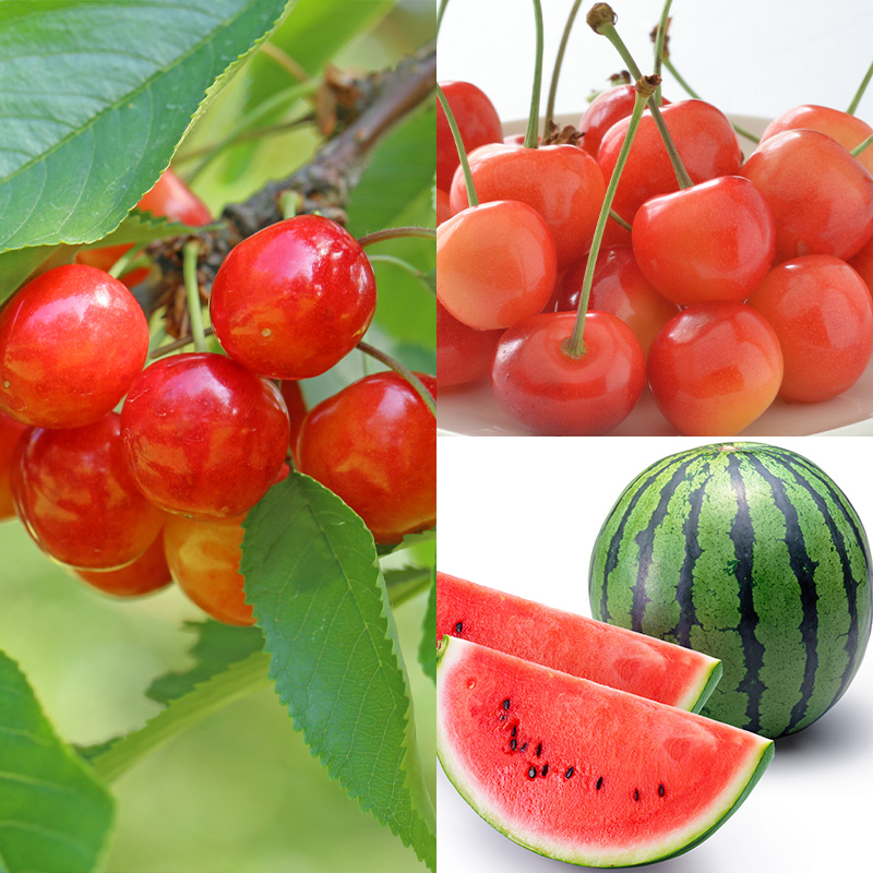 【定期便10回】好きですやまがた まるごと！果実のおもて