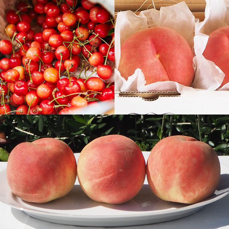 【定期便6回】★食べきりシリーズ★やまもりやまがたプレ