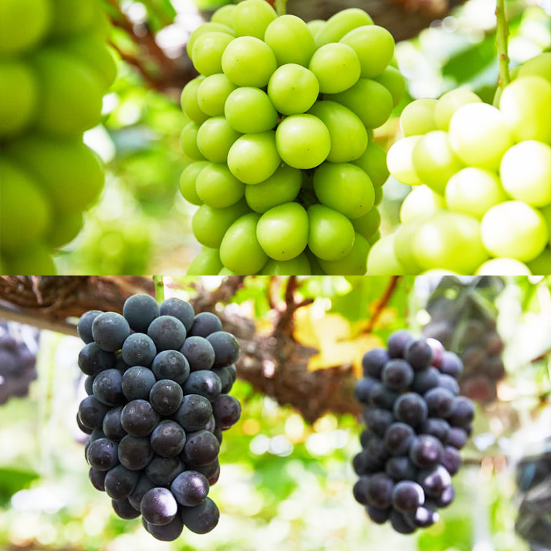 山形秋のぶどう祭り【シャインマスカット・ピオーネ 特選 