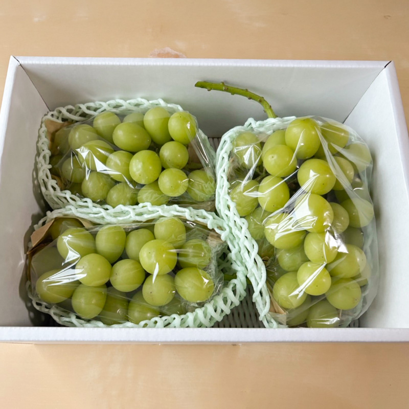 はじける美味しさ！山形の朝どりシャインマスカット 約1.4k