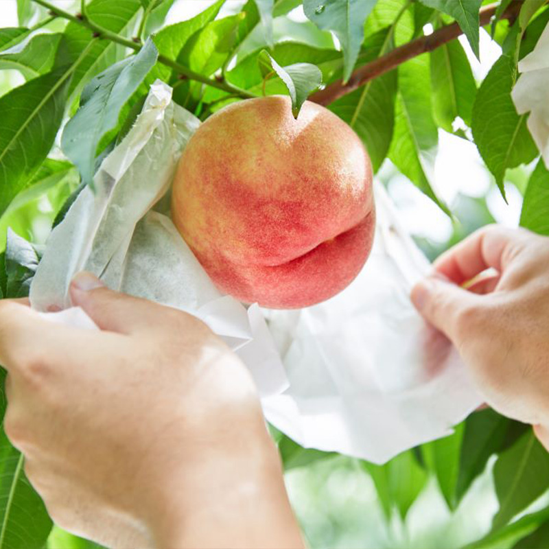 【定期便3回】山形が育んだおいしい果物 豪華２種類の詰め