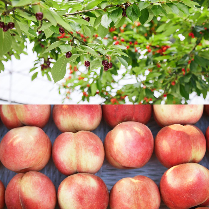 【定期便4回】農家応援!めんこいフルーツ定期便【令和8年