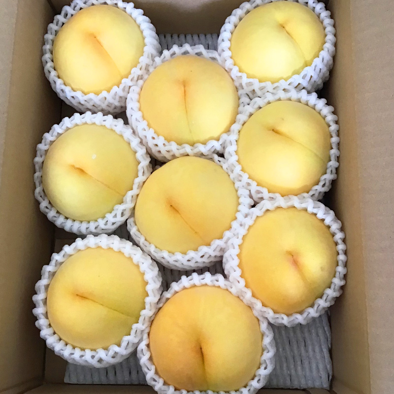 山形市産 黄金桃 特秀品 [柔らかくなる桃] 3kg(7～13玉)【令和