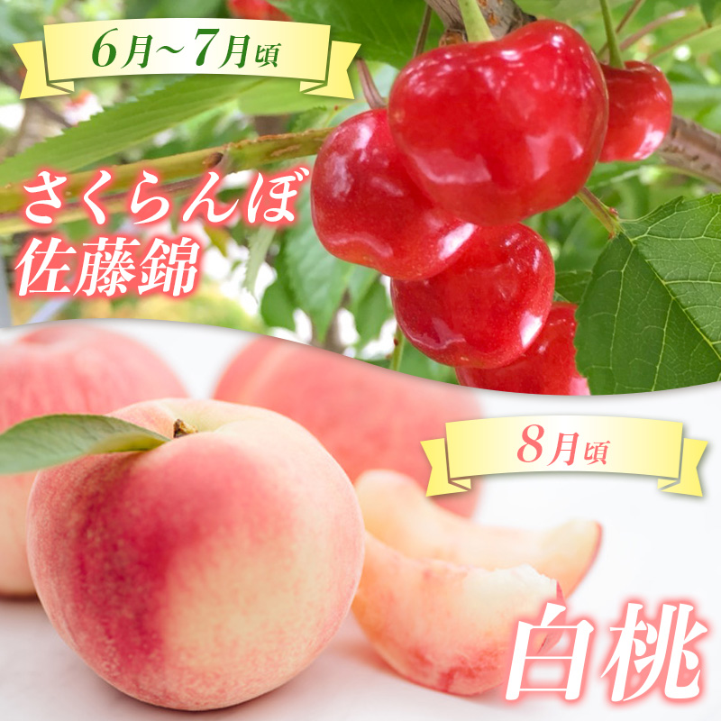 【定期便5回】☆んま～い山形☆ よく選ばれるフルーツ定期