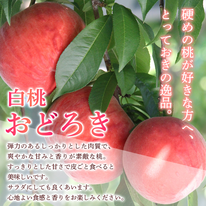 山形県産白桃おどろき 約3kg[硬めの桃]【令和8年産先行予約