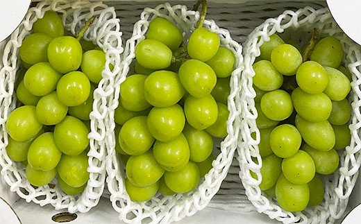 厳選！大粒で大房のシャインマスカット 秀品 2～3房入り（