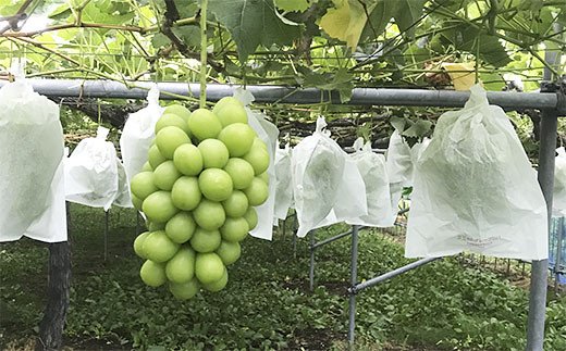 厳選シャインマスカット 秀品 600g以上 1房入 1箱 [前半] 【令