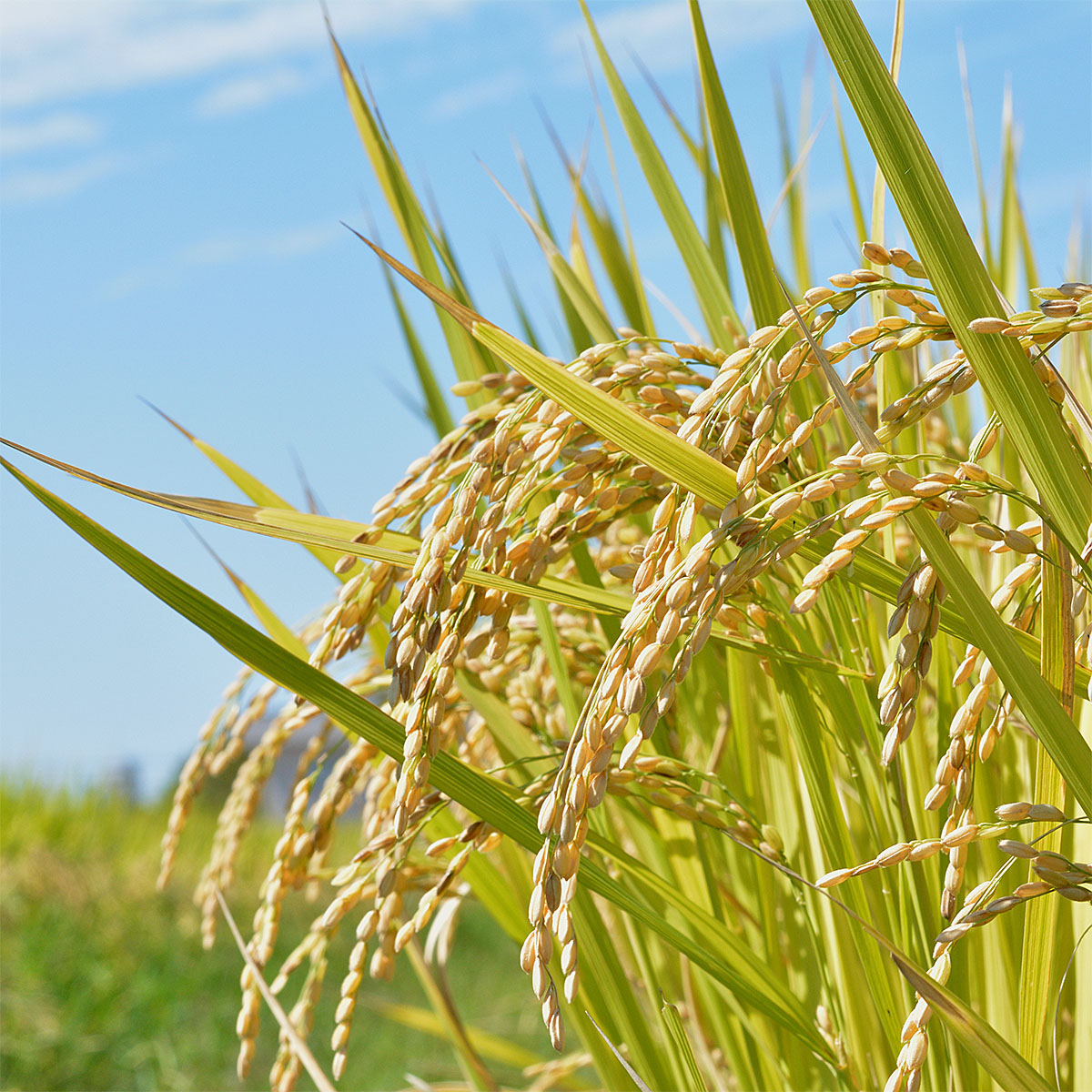 【定期便5回】山形産 特別栽培米 つや姫 5kg×5ヶ月(計25kg) FY2