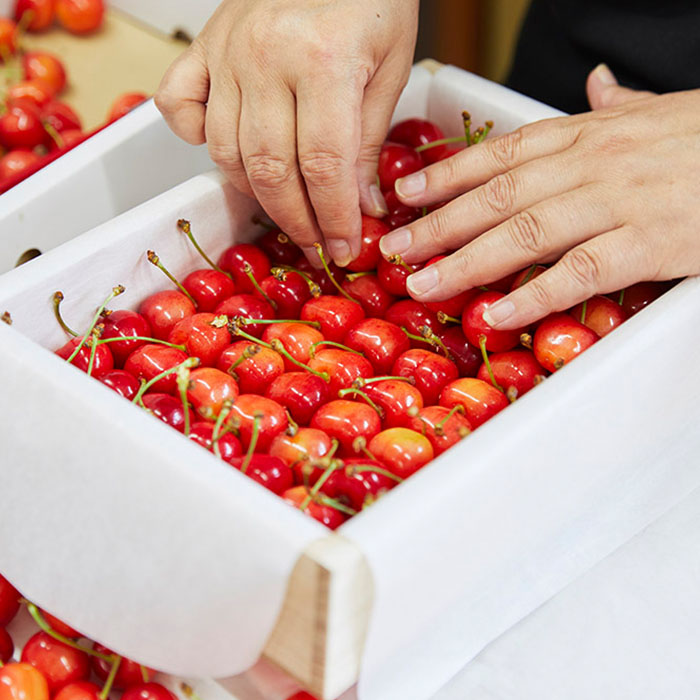 山形産 さくらんぼ 佐藤錦 特秀 本詰め L～2L(約700g)特撰桐箱