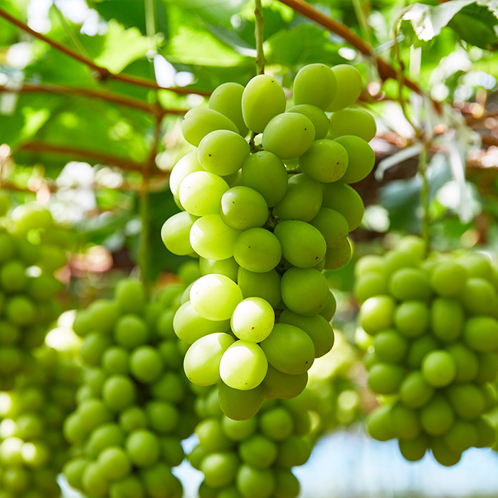 ぷりぷりのシャインマスカット 2房 約1.2kg(1房500g～700g) 【令