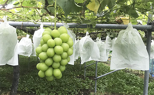 厳選シャインマスカット 秀品 600g以上 1房入 1箱 [後半] 【令