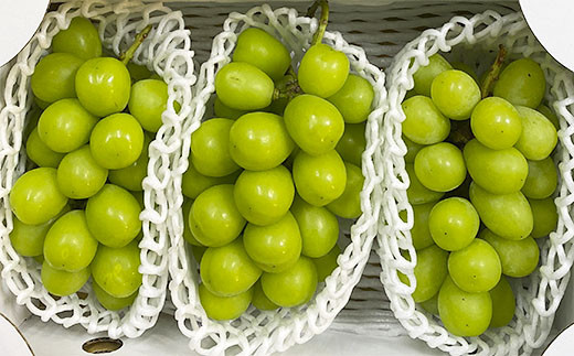 厳選！大粒で大房のシャインマスカット 秀品 2～3房入り（