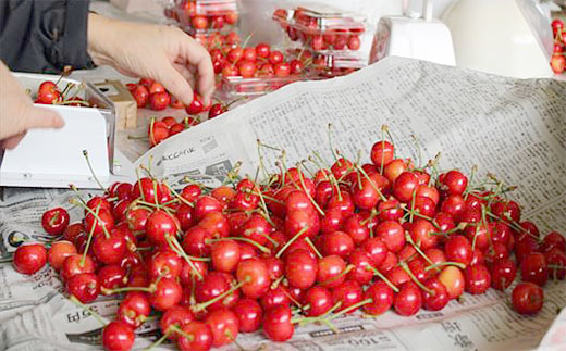 ★5月まるごと母の日★さくらんぼ 佐藤錦 チェリコン Lサイ