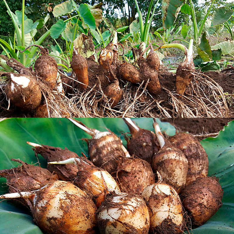 農薬不使用 自然農法 山形特産 土付里芋 3kg!(さといもやの