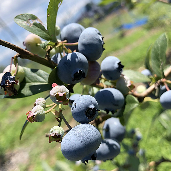 山形産 無農薬 完熟ブルーベリー【ガイアの雫】500g(100g×5パ